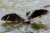 Little Cormorant (Microcarbo niger) - Sri Lanka