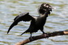 Little Cormorant (Microcarbo niger) - Sri Lanka