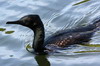 Cormoran  cou brun (Phalacrocorax fuscicollis) - Sri Lanka