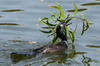 Cormoran  cou brun (Phalacrocorax fuscicollis) - Sri Lanka