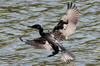 Indian Cormorant (Phalacrocorax fuscicollis) - Sri Lanka