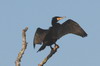 Grand Cormoran (Phalacrocorax carbo) - Roumanie