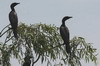 Pygmy Cormorant (Microcarbo pygmaeus) - Romania