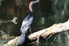 Pygmy Cormorant (Microcarbo pygmaeus) - Romania