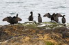 Cormoran hupp (Phalacrocorax aristotelis) - Norvge