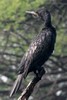 Cormoran � cou brun (Phalacrocorax fuscicollis) - Inde
