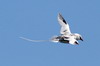 Red-billed Tropicbird (Phaethon aethereus) - Galapagos Islands