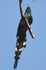 Green Woodhoopoe (Phoeniculus purpureus) - Namibia