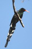 Green Woodhoopoe (Phoeniculus purpureus) - Namibia