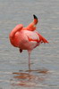 Flamant des Carabes (Phoenicopterus ruber) - Iles Galapagos