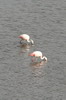Chilean Flamingo (Phoenicopterus chilensis) - Peru