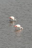 Flamant du Chili (Phoenicopterus chilensis) - Prou