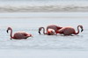 Chilean Flamingo (Phoenicopterus chilensis) - Argentina