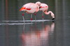Chilean Flamingo (Phoenicopterus chilensis) - Argentina