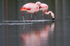 Flamant du Chili (Phoenicopterus chilensis) - Argentine