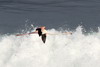 Flamant rose (Phoenicopterus roseus) - Maroc