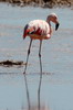 Flamant du Chili (Phoenicopterus chilensis) - Chili