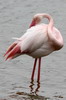 Flamant rose (Phoenicopterus roseus) - Espagne