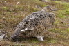 Lagopde alpin (Lagopus muta) - Spitzberg