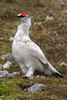 Lagopde alpin (Lagopus muta) - Spitzberg