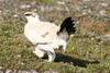 Lagopde alpin (Lagopus muta) - Spitzberg