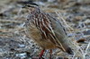 Crested Francolin (Dendroperdix sephaena) - Botswana