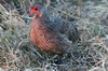 Francolin de Swainson (Pternistis swainsonii) - Botswana