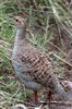 Francolin gris (Francolinus pondicerianus) - Inde