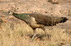 Indian Peafowl (Pavo cristatus) - India