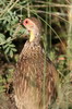 Yellow-necked Francolin (Pternistis leucoscepus) - Ethiopia