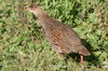 Francolin  cou roux (Pternistis castaneicollis) - Ethiopie