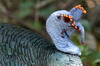 Ocellated Turkey (Meleagris ocellata) - Mexico