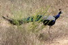 Indian Peafowl (Pavo cristatus) - Sri Lanka