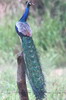 Paon bleu (Pavo cristatus) - Sri Lanka