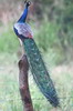 Paon bleu (Pavo cristatus) - Sri Lanka