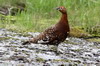 Willow Grouse (Lagopus lagopus) - Norway