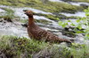 Willow Grouse (Lagopus lagopus) - Norway