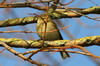 Common Chiffchaff (Phylloscopus collybita) - France
