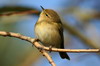 Common Chiffchaff (Phylloscopus collybita) - France