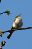 Western Bonelli's Warbler (Phylloscopus bonelli) - France