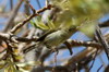 Pouillot des Canaries (Phylloscopus canariensis) - Iles Canaries