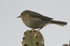 Canary Islands Chiffchaff (Phylloscopus canariensis) - Canary Islands