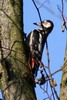 Great Spotted Woodpecker (Dendrocopos major) - France