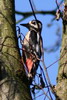 Great Spotted Woodpecker (Dendrocopos major) - France