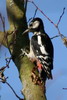 Great Spotted Woodpecker (Dendrocopos major) - France