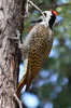 Bearded Woodpecker (Dendropicos namaquus) - Botswana