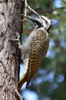 Pic barbu (Dendropicos namaquus) - Botswana