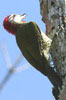 Cuban Green Woodpecker (Xiphidiopicus percussus) - Cuba