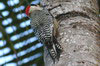 Pic  sourcils noirs (Melanerpes superciliaris) - Cuba