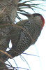 Pic � sourcils noirs (Melanerpes superciliaris) - Cuba